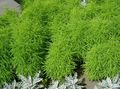 light green Leafy Ornamentals Kochia, Burning Bush, Summer Cypress, Mexican Fireweed, Belvedere Photo and characteristics