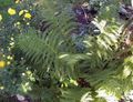 Ornamental Plants Lady fern, Japanese painted fern, Athyrium green Photo