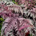 Prydplanter Lady Bregne, Japanese Malt Bregne, Athyrium burgunder, claret Bilde