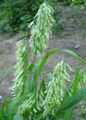 Dekorative Pflanzen Goldentop getreide, Lamarckia grün Foto