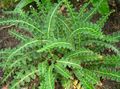 green  Hart's tongue fern Photo and characteristics