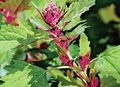Ornamental Plants Red Orach, Mountain Spinach leafy ornamentals, Atriplex nitens green Photo