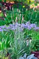Dekorative Pflanzen Fuchsschwanz-Gras getreide, Alopecurus hellblau Foto