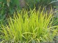 Ornamental Plants Foxtail grass cereals, Alopecurus yellow Photo