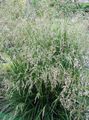 hell-grün Getreide Getuftete Schmiele, Goldenen Schmiele, Haar Gras, Hassock Gras, Tussockgras Foto und Merkmale