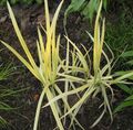  Striped Manna Grass, Reed Manna Grass aquatic plants, Glyceria yellow Photo
