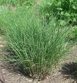 Ornamental Plants Eulalia, Maiden Grass, Zebra Grass, Chinese Silvergrass cereals, Miscanthus sinensis green Photo