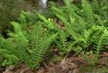 green Ferns Common polypody, Rock Polypody Photo and characteristics