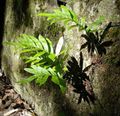 Dekorative Pflanzen Tüpfelfarn, Rock Polypody, Polypodium grün Foto