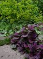 Ornamental Plants Bugle, Bugleweed, Carpet Bugle leafy ornamentals, Ajuga burgundy,claret Photo