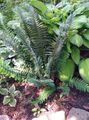 Ornamental Plants Hard shield fern, Soft shield fern, Polystichum dark green Photo