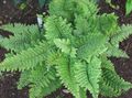 Ornamental Plants Hard shield fern, Soft shield fern, Polystichum green Photo
