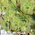 Dekorative Pflanzen Hauswurz sukkulenten, Sempervivum hell-grün Foto