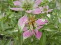 Ornamental Plants Bergamot, Horsemint, Spotted Beebalm, Bee Balm leafy ornamentals, Monarda punctata multicolor Photo