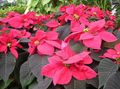 Ornamental Plants Poinsettia, Noche Buena, , Christmas flower leafy ornamentals, Euphorbia pulcherrima red Photo