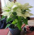 white Leafy Ornamentals Poinsettia, Noche Buena, , Christmas flower Photo and characteristics