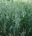 green Cereals Bristle oat Photo and characteristics