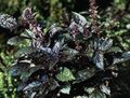 Ornamental Plants Basil leafy ornamentals, Ocimum basilicum dark green Photo