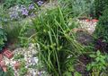 vert Les Plantes Décoratives Et Caduques Carex Photo et les caractéristiques