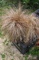 Ornamental Plants New Zealand Hair Sedge cereals, Carex brown Photo