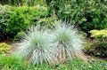 d'or Des Céréales Nouvelle-Zélande Carex De Cheveux Photo et les caractéristiques