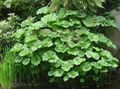green Leafy Ornamentals Umbrella Plant, Indian Rhubarb Photo and characteristics
