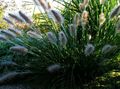 green Cereals Chinese fountain grass, Pennisetum Photo and characteristics