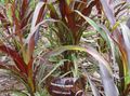 burgundy,claret Cereals Chinese fountain grass, Pennisetum Photo and characteristics
