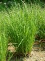 Ornamental Plants Mountain Melic Grass cereals, Melica green Photo