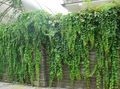green Leafy Ornamentals English Ivy, Common Ivy Photo and characteristics