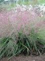 Ornamental Plants Love Grass cereals, Eragrostis green Photo