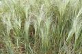 Ornamental Plants Love Grass cereals, Eragrostis light green Photo