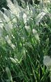 Ornamental Plants Annual Beard-grass, Annual Rabbitsfoot Grass cereals, Polypogon monspeliensis green Photo