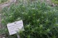 Dekorative Pflanzen Beifuß Zwerg dekorative-laub, Artemisia grün Foto