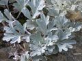 silvery Leafy Ornamentals Mugwort dwarf Photo and characteristics