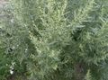 Ornamental Plants Wormwood, Mugwort cereals, Artemisia silvery Photo