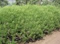 Dekorative Pflanzen Wermut, Beifuß getreide, Artemisia grün Foto