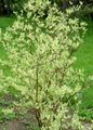 multicolor Plant Red-barked dogwood, Common Dogwood Photo and characteristics