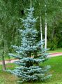 Ornamental Plants Colorado Blue Spruce, Picea pungens light blue Photo