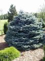 Ornamental Plants Colorado Blue Spruce, Picea pungens silvery Photo