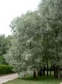 Ornamental Plants Willow, Salix silvery Photo
