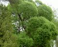 Dekorative Pflanzen Weide, Salix hell-grün Foto