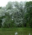 silvery Plant Willow Photo and characteristics