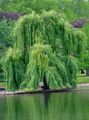 Декоративни растения Върба, Salix зелен снимка