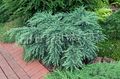 Ornamental Plants Weeping deodar, Deodar Cedar, Himalayan Cedar, Cedrus-deodara light blue Photo