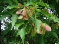 Ornamental Plants Maple, Acer green Photo