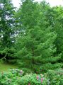 Dekorative Pflanzen Europäische Lärche, Larix grün Foto