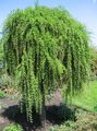 Dekorative Pflanzen Europäische Lärche, Larix hell-grün Foto