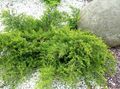 Декоративни растения Хвойна, Сабина, Juniperus зелен снимка