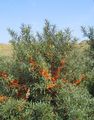 silvery Plant Sea Buckthorn, Sea Berry Photo and characteristics
